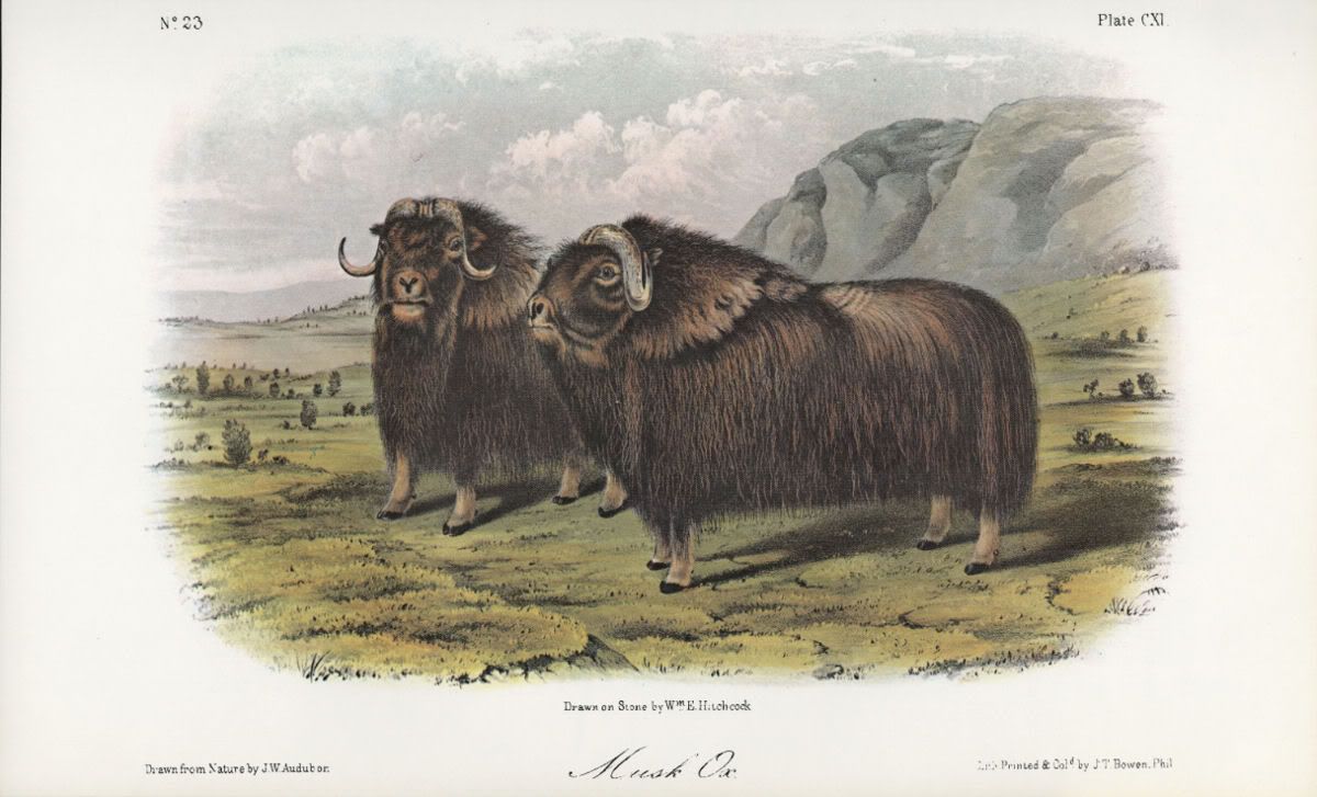 musk ox: jj audubon, fine quadruped book plate