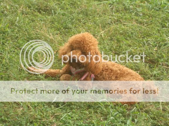 8.30青浦集体放狗活动照片