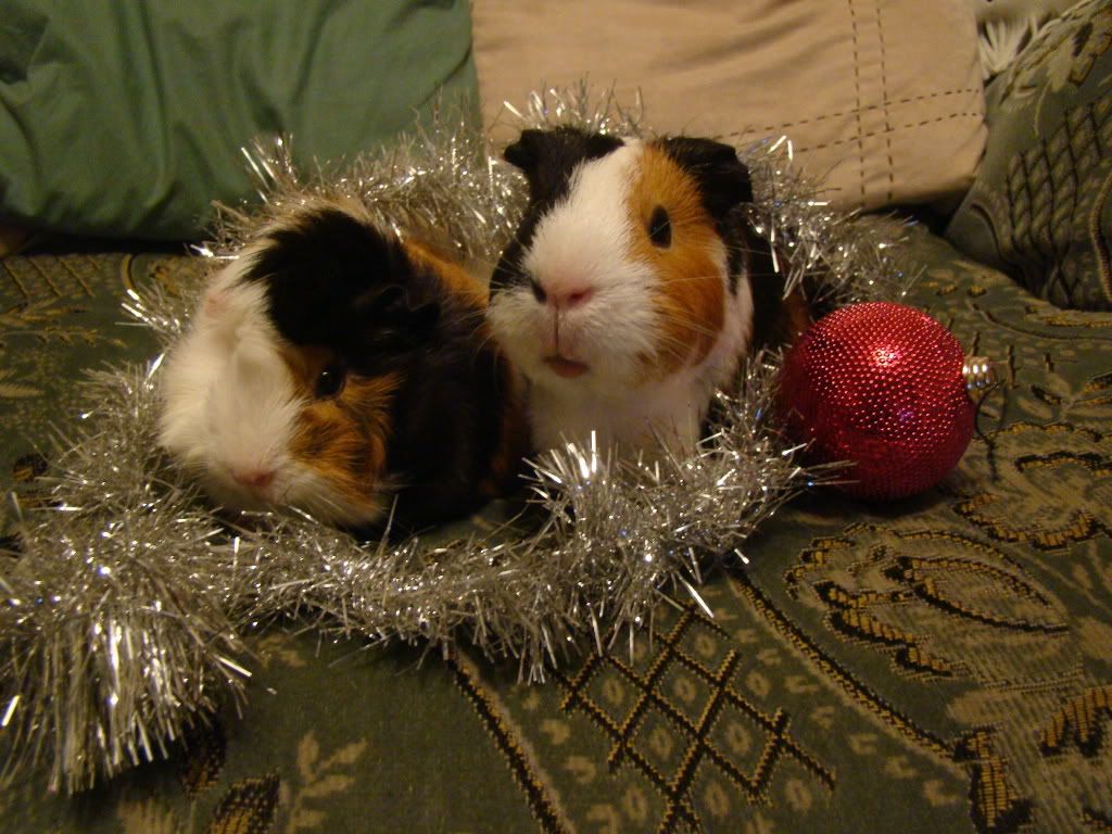 christmas2008005.jpg