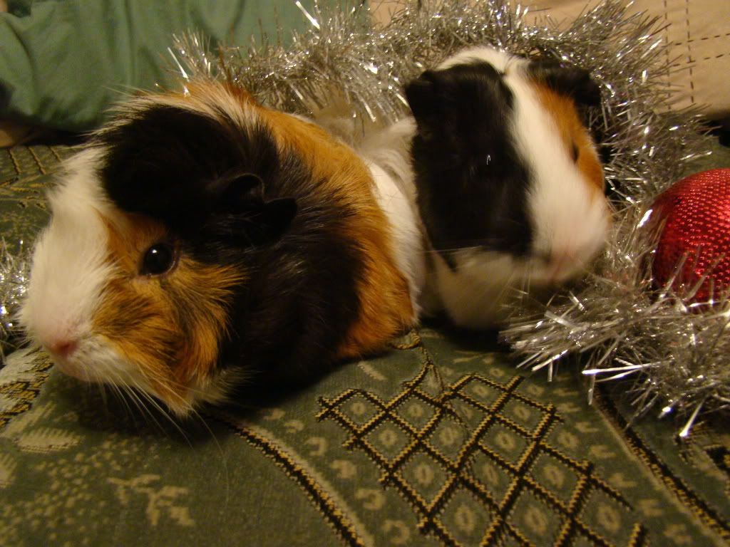 christmas2008007.jpg