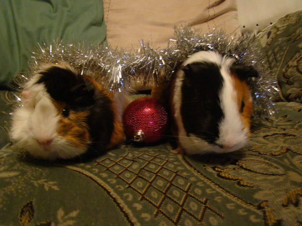 christmas2008008.jpg