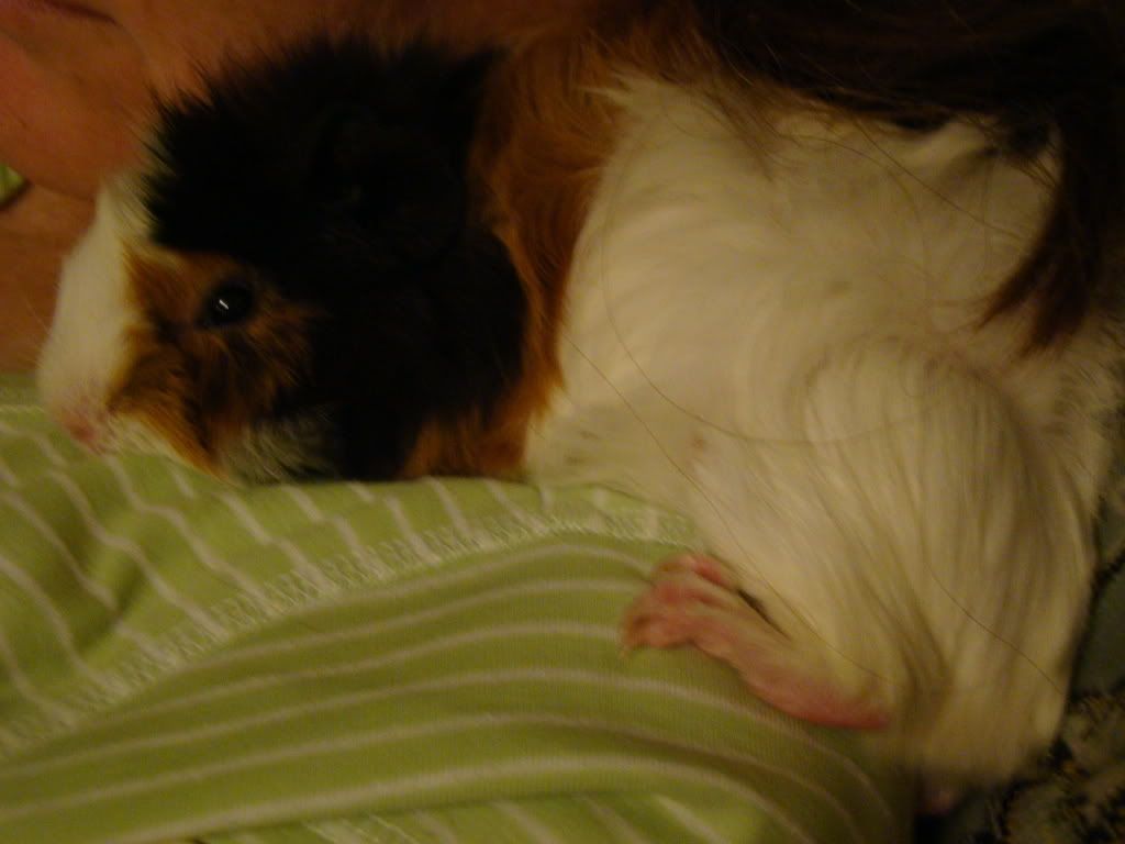 guineapig004.jpg