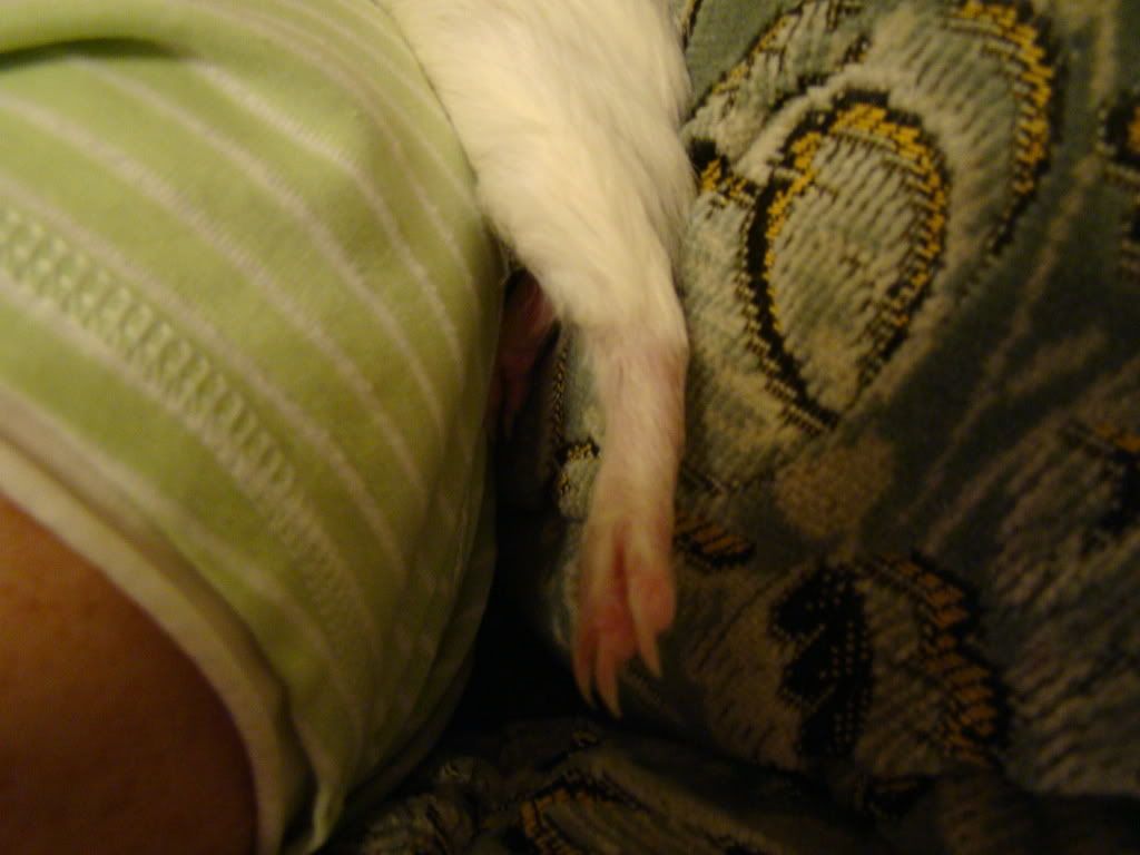 guineapig005.jpg