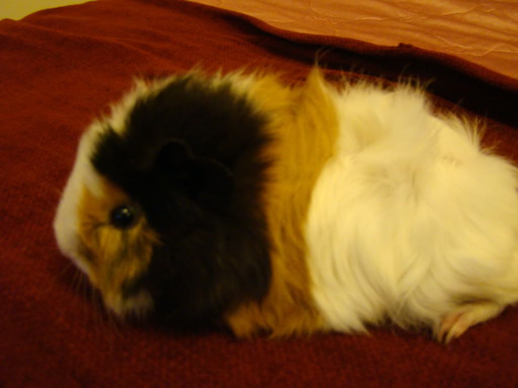 guineapig006.jpg
