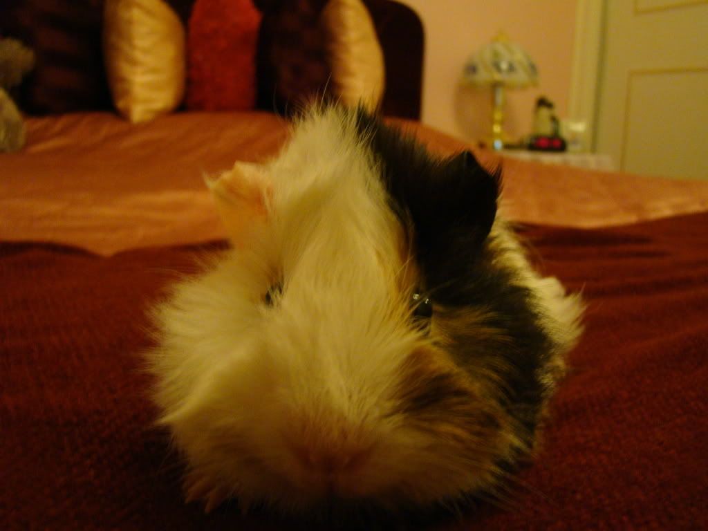 guineapig007.jpg