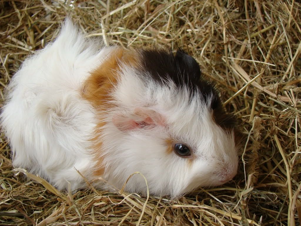 guineapig117.jpg