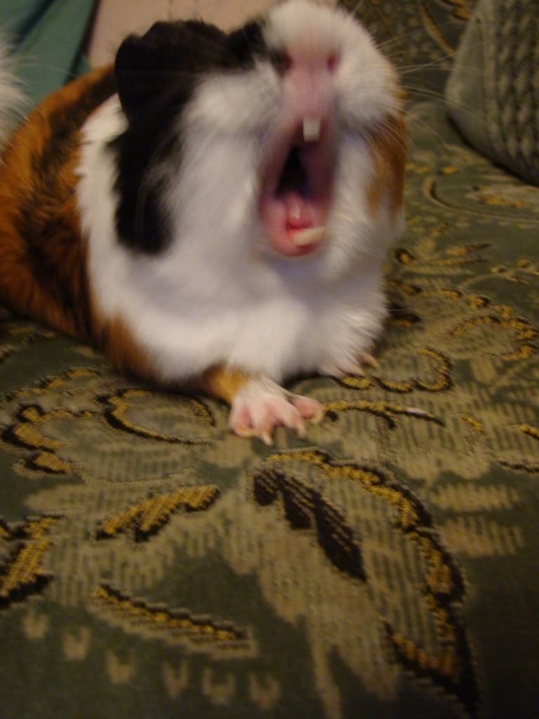 photos087.jpg