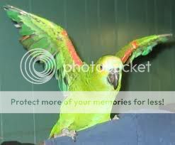 [Image: parrot1.jpg]