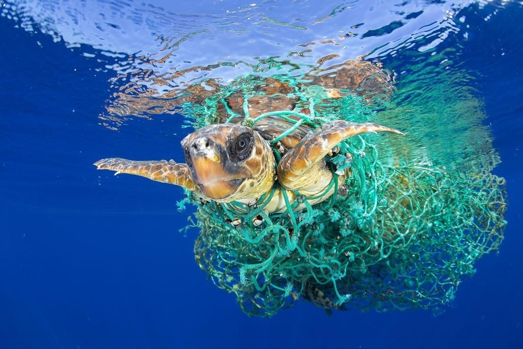 https://www.worldpressphoto.org/collection/photo/2017/nature/francis-p%C3%A9rez