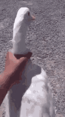 photo tenor_zpsbj2dfyte.gif