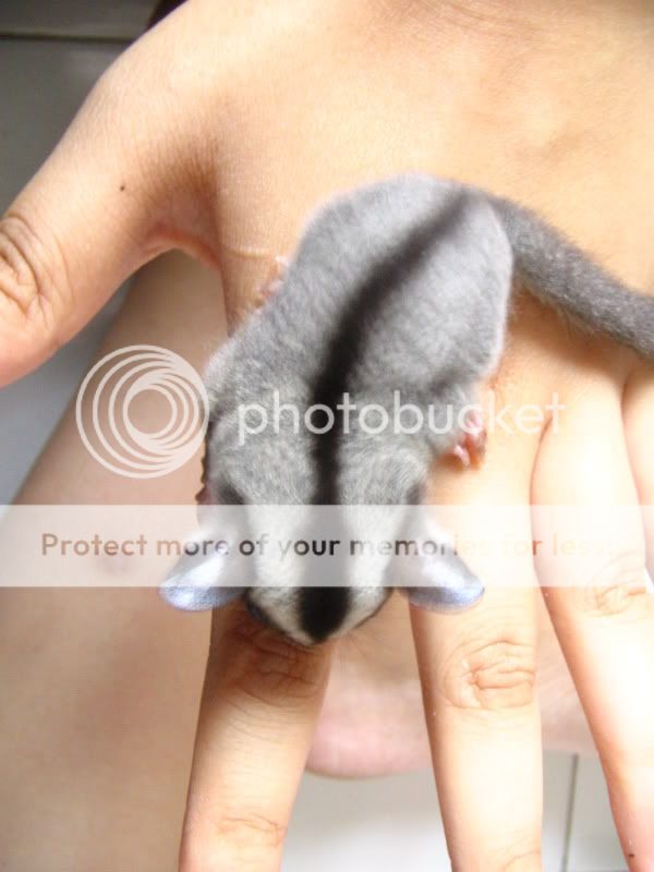 ~*Sugar Glider Club V2