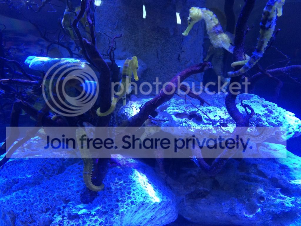IMG_1012_zpsbperp7dw.jpg