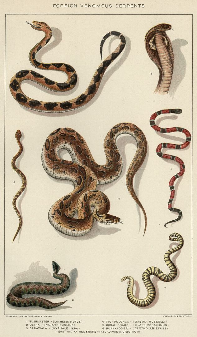 【オープニング大セール】 snakes1.jpg 語学・辞書・学習参考書