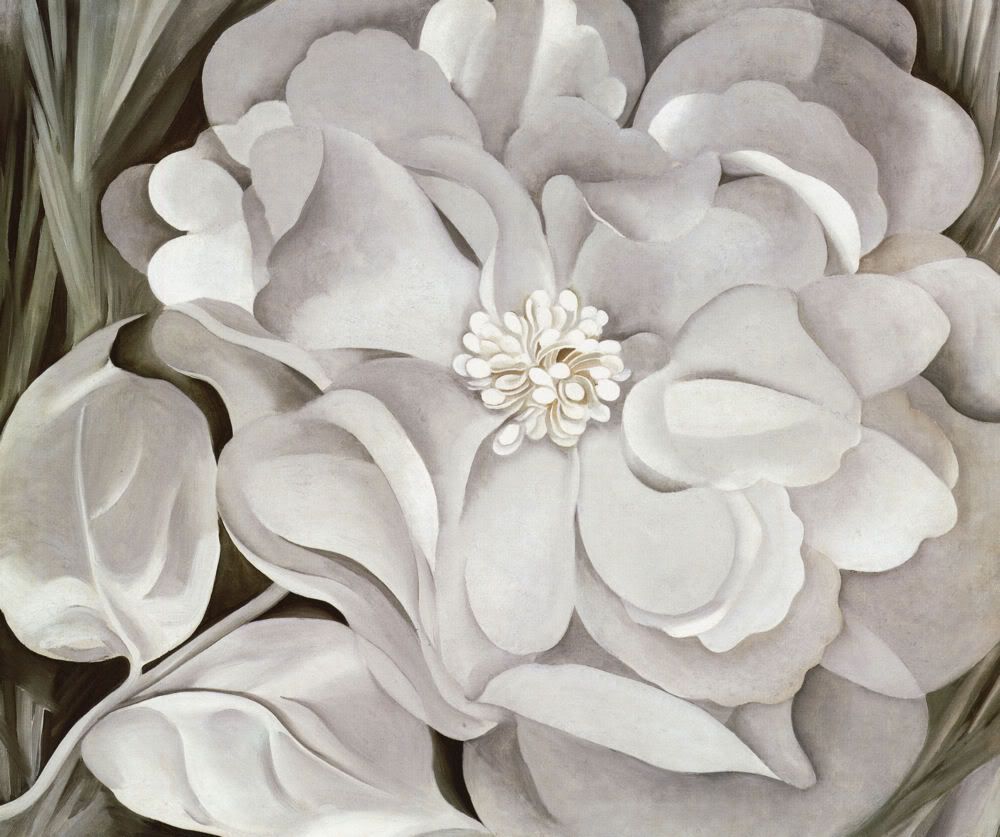 White Calico Flower, Color Print by Georgia OKeeffe  
